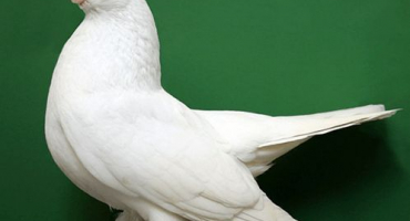 Popisy 50 plemen holubů a kolik druhů existuje na světě